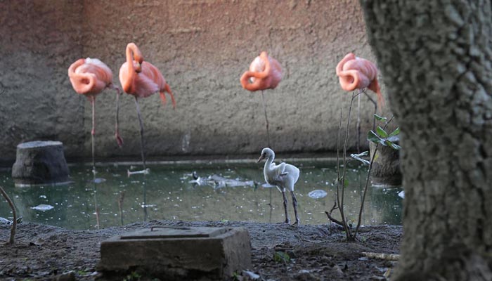 Growing Flamingo Population Has Taggers Busy At Ria Lagartos