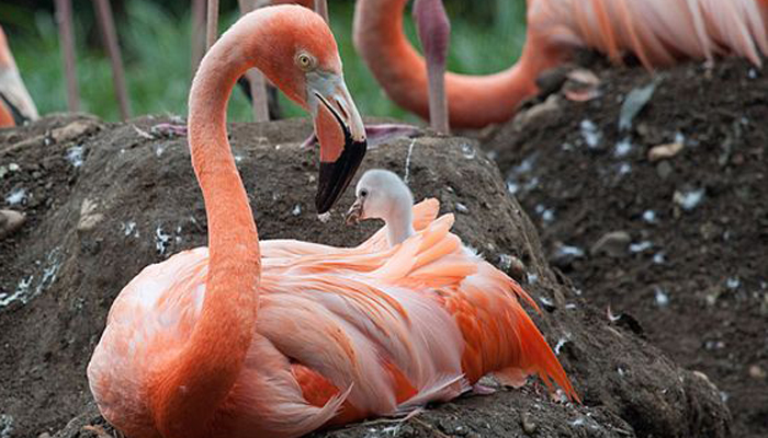 1st Chicks Of The Pink Flamingo Season Hatch In Rio Lagartos